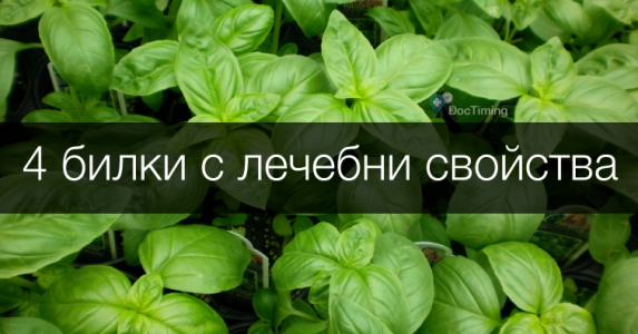 Четири билки, които имат противовъзпалително, болкоуспокояващо и противоспастично действие