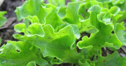 В обикновените салати има много вода и химикали, твърдят биопроизводителите