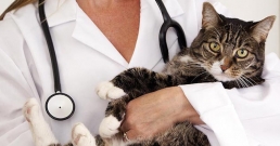7 причини да ваксинирам котката си