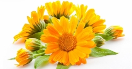 Невен: 7 изключителни ползи за здравето от това красиво цвете