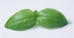 Босилек – растението, което предотвратява дори рак