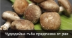Чудодейна гъба „бразилски бадем“ предпазва от рак