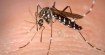 Внимание! Лайшманиоза, Денга и Чикунгуня идват с комарите