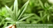 Да легализираме марихуаната за здраве, предлагат национални консултанти