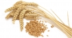 Лечебните свойства на пшеницата