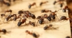 Мравките се самолекуват като променят хранителния си режим - вие също можете!