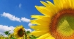 Слънчогледът бие зехтина по витамин Е