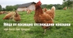 Яйцата от пасищно отглеждани кокошки са един от най-богатите източници на биоактивни хранителни вещества