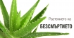 Растението на безсмъртието и как да го използвате