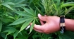 7 причини да гледате на марихуаната като лекарство