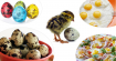 Пъдпъдъчите яйца - здравословна бомба в мини вариант