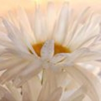 margarita_nikolova_lavceva's picture margarita_nikolova_lavceva's picture
