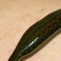 Жельо Мир's picture Жельо Мир's picture