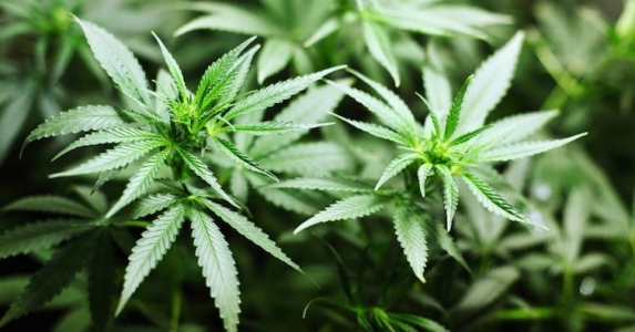 Медицинска марихуана: 4 начина, по които може да бъде използвана като лекарство