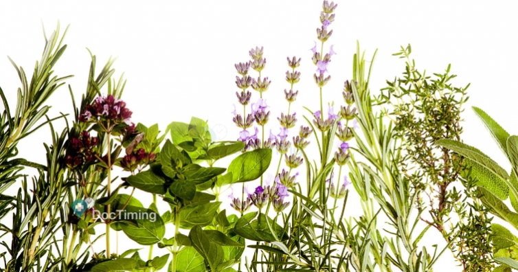 Какво лекуват растенията или аптека в саксия