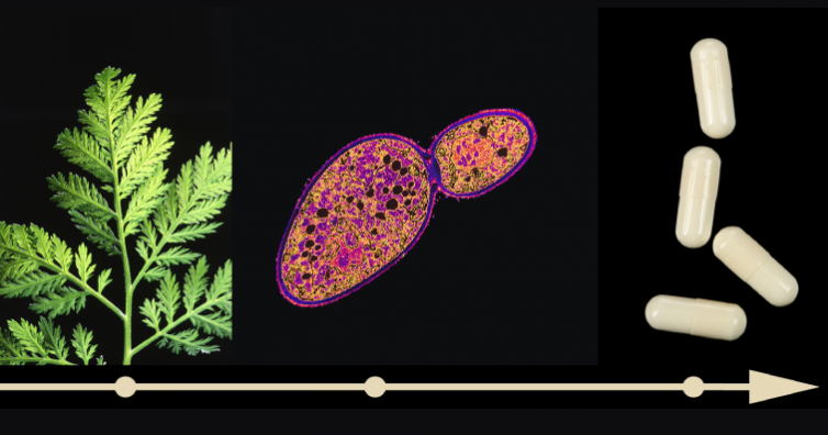 Фармацевтична компания започва производство на лекарство от билката артемизинин, която убива до 98% от раковите клетки