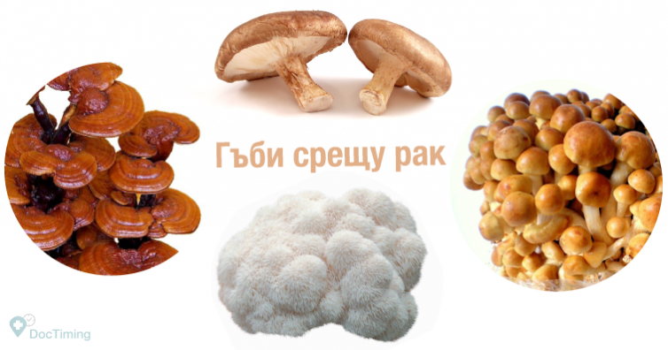 Гъбите шиитаке, рейши, намеко и пом-пом, които лекуват рак, се произвеждат вече и у нас