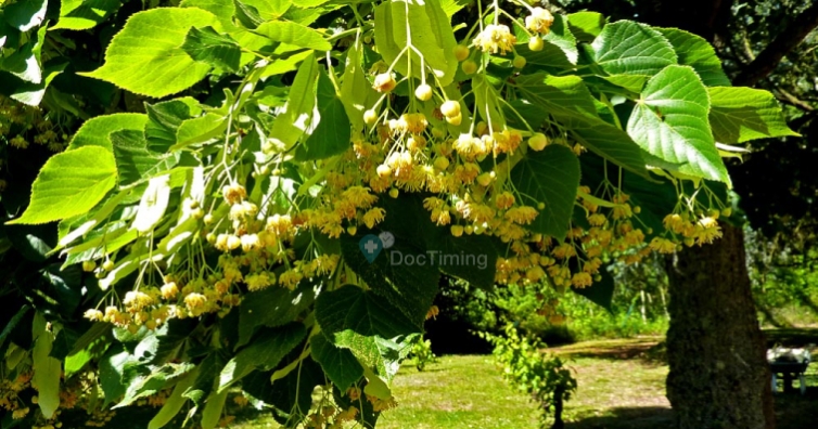 Липата може да замести парацетамола и част от козметиката (рецепти от природата)