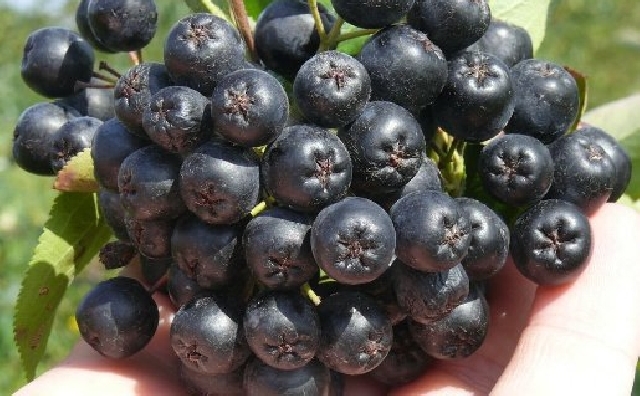 Рецепти с арония свалят кръвното налягане