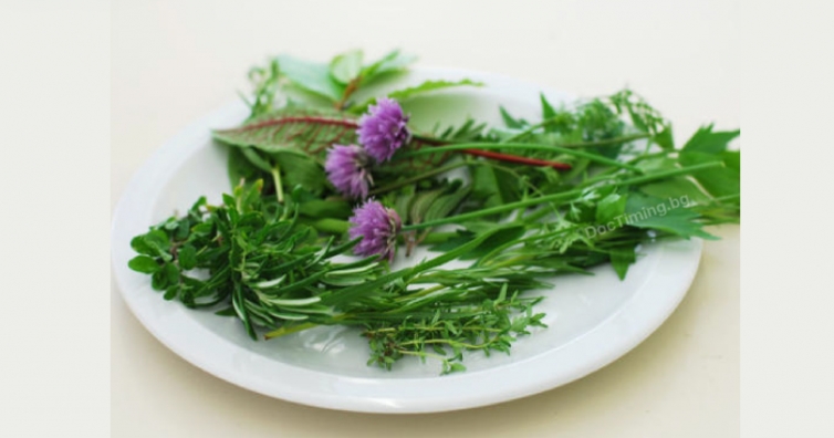 Кои билки за прочистване на черния дроб ще ви помогнат