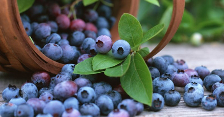 Яжте боровинки, за да живеете по-дълго