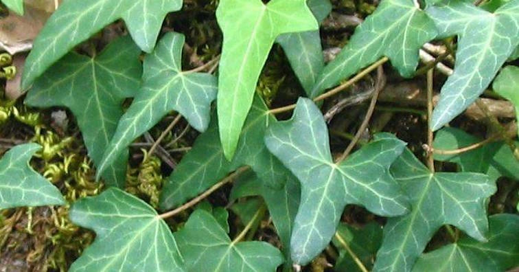 Ползите от билката бръшлян – при кашлица и болести на черния дроб