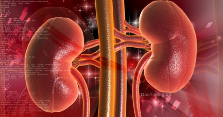 Правила за здрави и функциониращи бъбреци