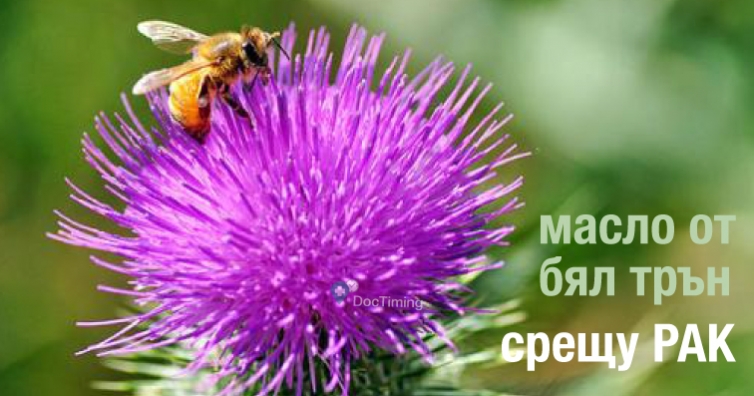 При чернодробни проблеми и срещу рак ползвайте масло от бял трън