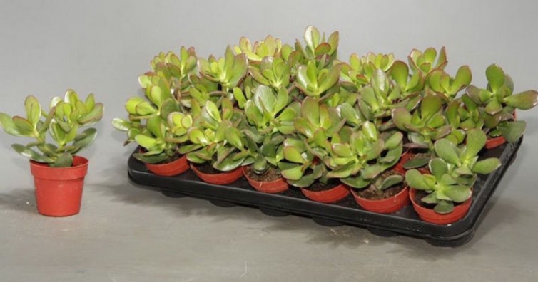 Дървото на живота и лечебните му сили