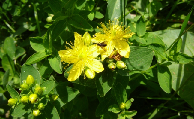 Спиртен извлек от жълт кантарион помага при храносмилателни проблеми