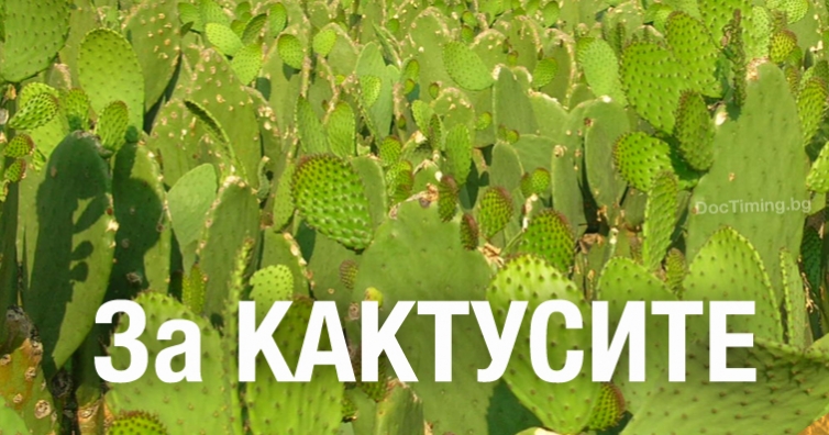 Кактусът- противоречив като бодлите си