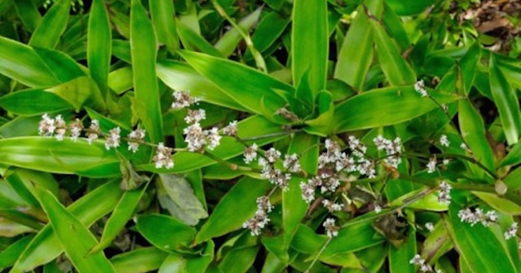 Кализия – здраве от природата на Русия