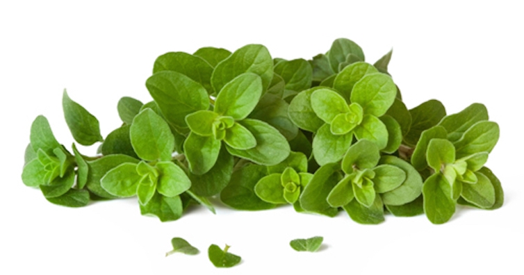 Капки риган - най-мощният антибиотик от природата