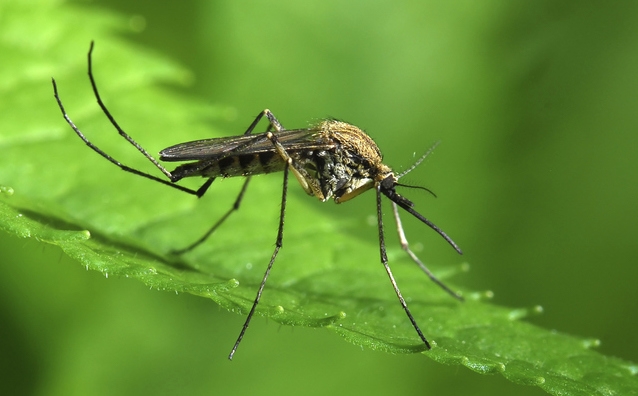 Страхотни растения, които отблъскват комари