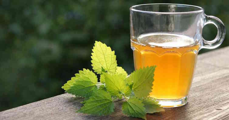 Комбуча - лек за всичко