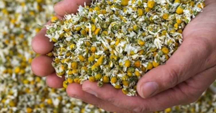 Билките помагат много при конюнктивит