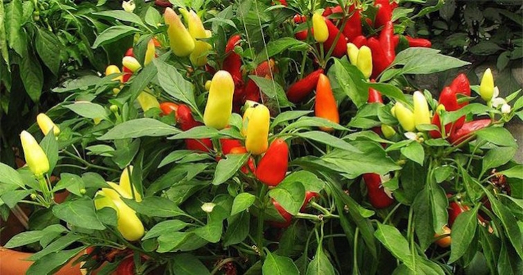 Полезните и здравословни свойства на лютите чушки