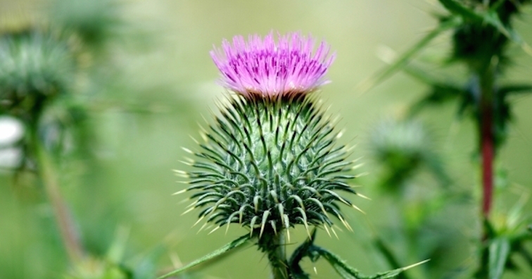 7 ползи и употреби на магарешки бодил