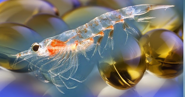 Срещу артрит и висок холестерол – масло от крил