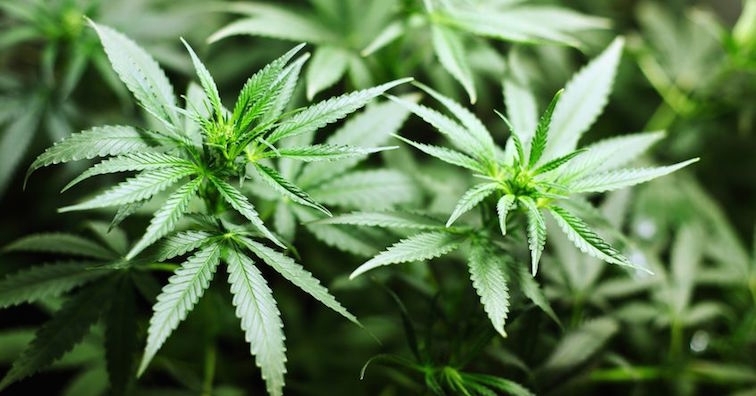Медицинска марихуана: 4 начина, по които може да бъде използвана като лекарство