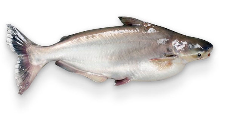 Да ядем ли пангасиус?