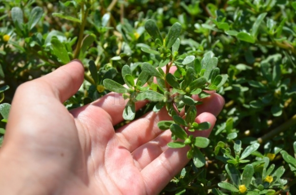 Чудодейната билка тученица помага срещу диабет и рак