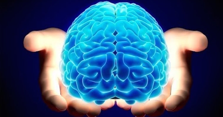 Тези 3 храни подобряват функциите на мозъка