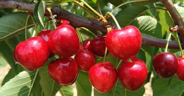Черешата - плод на сезона
