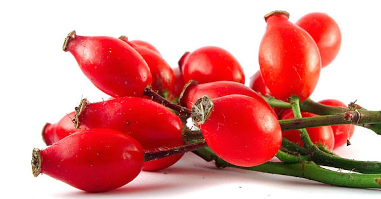 Защо наричат шипката кучешка роза?