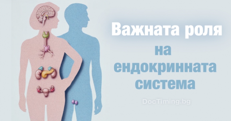 Защо ендокринната система е толкова важна?
