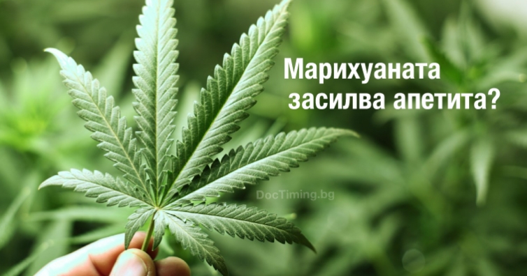 Марихуаната засилва апетита?