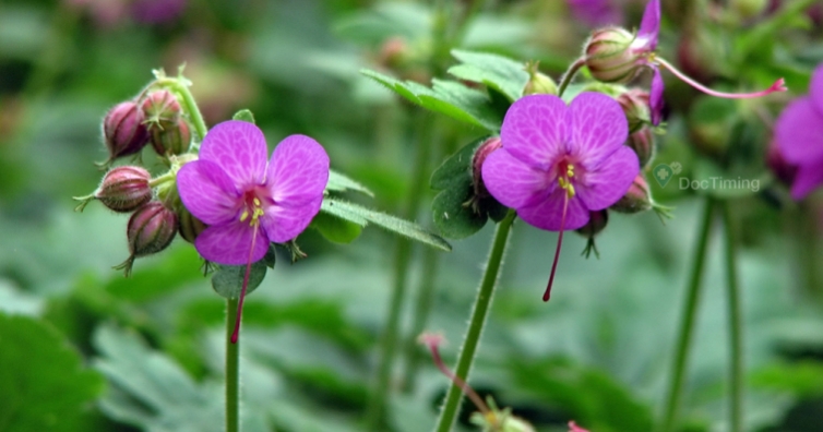 Здравецът прочиства въздуха от бактерии, а листата и корените му има многобройни ползи за здравето – вижте какви