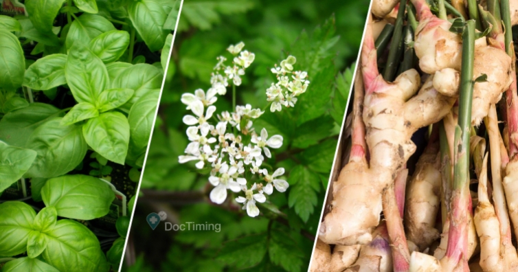 Лятна детоксикация на организма с билки – девесил, босилек, джинджифил