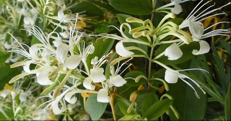 Тайните на орловия нокът